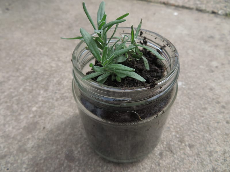Reuse the jars and help the environment